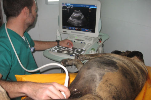 Clínica Veterinaria Garrucha. Diagnóstico por la imagen